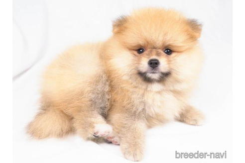 成約済の東京都のポメラニアン-188142の3枚目